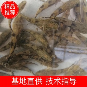 泰国笋壳鱼苗耐饥能力强成*率高效益高