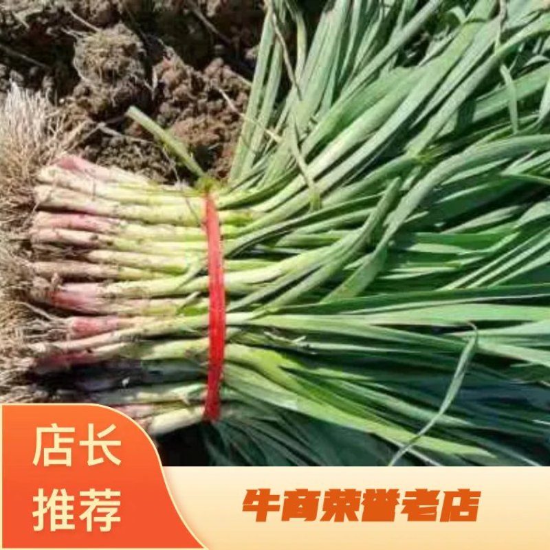 正宗四川优质蒜苗大量优质红根蒜苗上市了价格合理