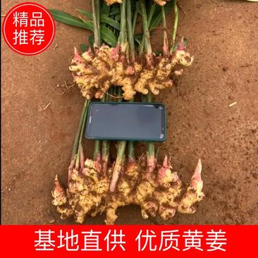 云南罗平本地小黄姜，产地直供，货品质量保证日供30吨