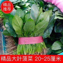 精品大叶菠菜20~25厘米。大量上市中。万亩基地大量货源