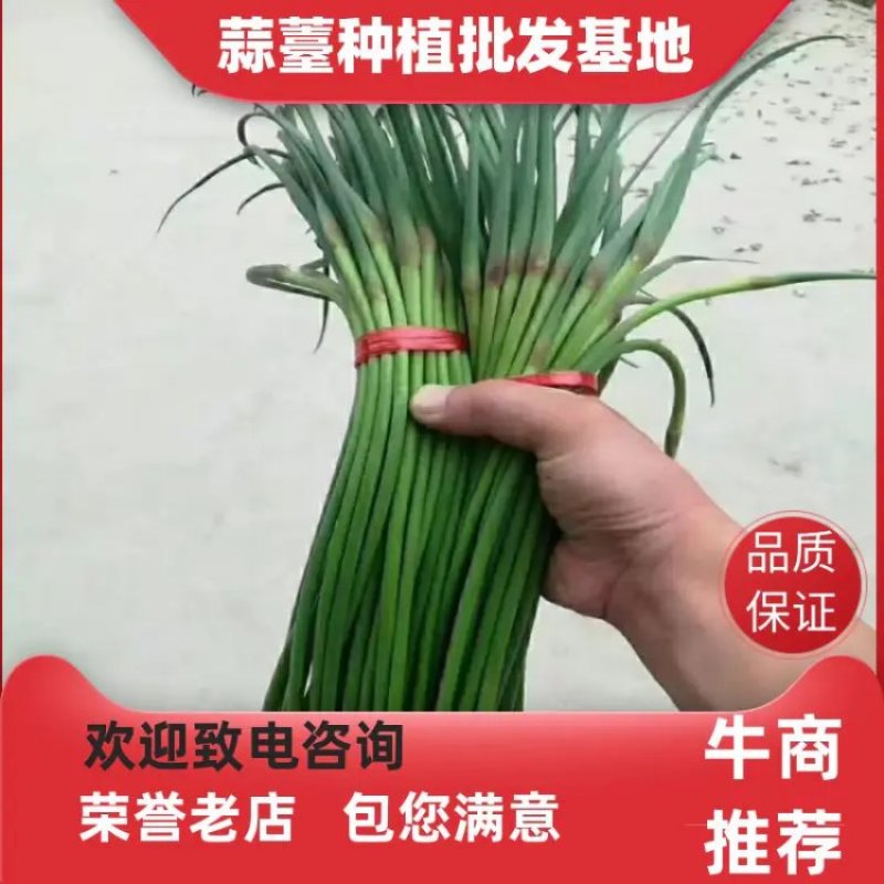 红帽蒜苔长年供应金乡蒜苔及农副产品的储存，加工等业务