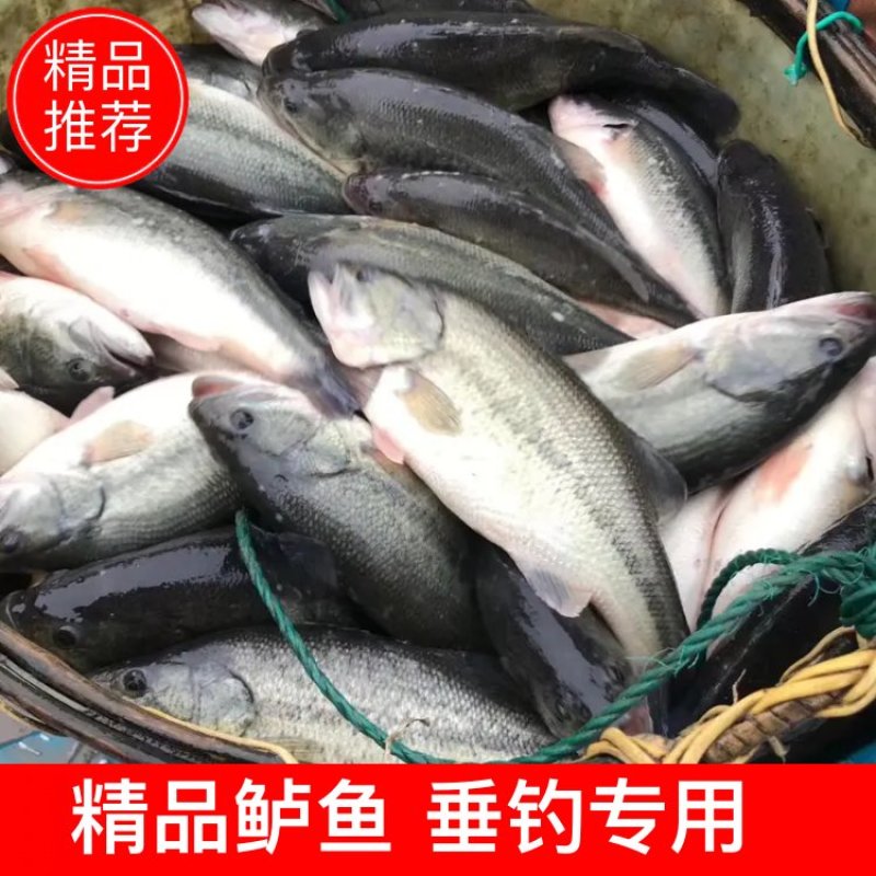 鲈鱼，加州鲈鱼（塘口直供）（垂钓专用）诚信合作，合作共赢