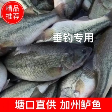 【塘口直供】食用加州鲈鱼皮毛条形层层把关垂钓商场专用