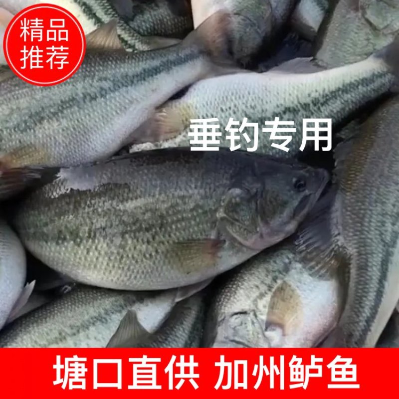 【塘口直供】食用加州鲈鱼皮毛条形层层把关垂钓商场专用