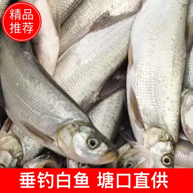 翘嘴，白条（塘口直供）（垂钓专用）诚信合作，合作共赢