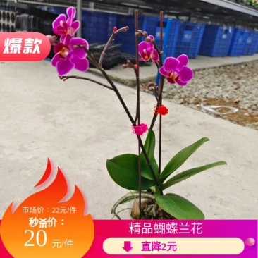 【蝴蝶兰】广州蝴蝶兰花浓香花色艳丽现带花箭量大价优