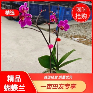【蝴蝶兰】精品蝴蝶兰花量大价优，浓香鲜艳全国发货