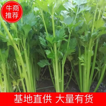 夏邑万亩大棚西芹，大量上市，按需求采割，代发全国