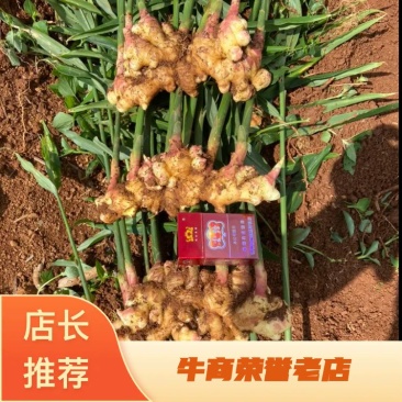 云南本地小黄姜，可一件代发，电商供货，市场供应，全国接单