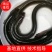 鳗鱼苗种苗养殖淡水鱼苗批发