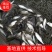 沙边、鳊鱼、边鱼，现货多种规格。养殖场直供。