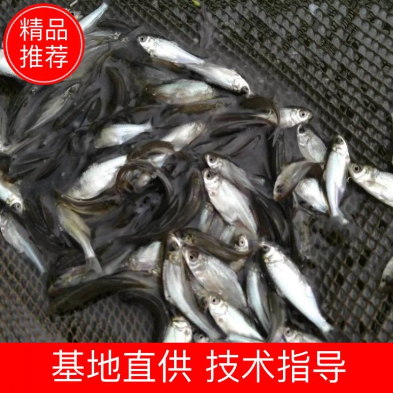 沙边、鳊鱼、边鱼，现货多种规格。养殖场直供。