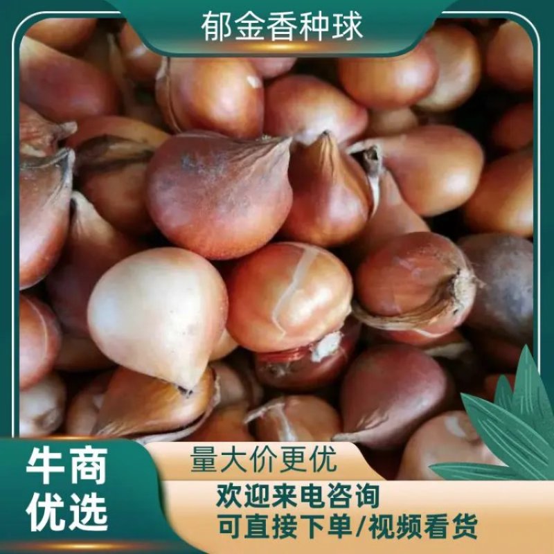 【荐】精品郁金香种球，四季开花室内外耐寒冬季多年生植物