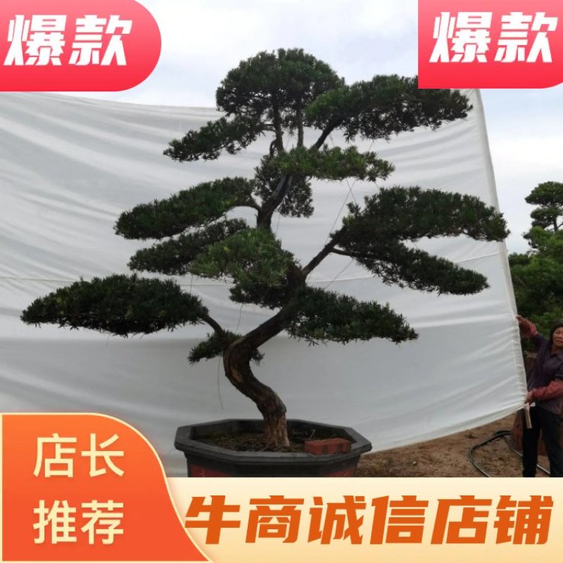 高度2米造型罗汉松罗汉松盆景进口罗汉松斜飘罗汉松