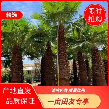 杆高4米自然高度6米老人葵（华盛顿棕榈）华棕价格