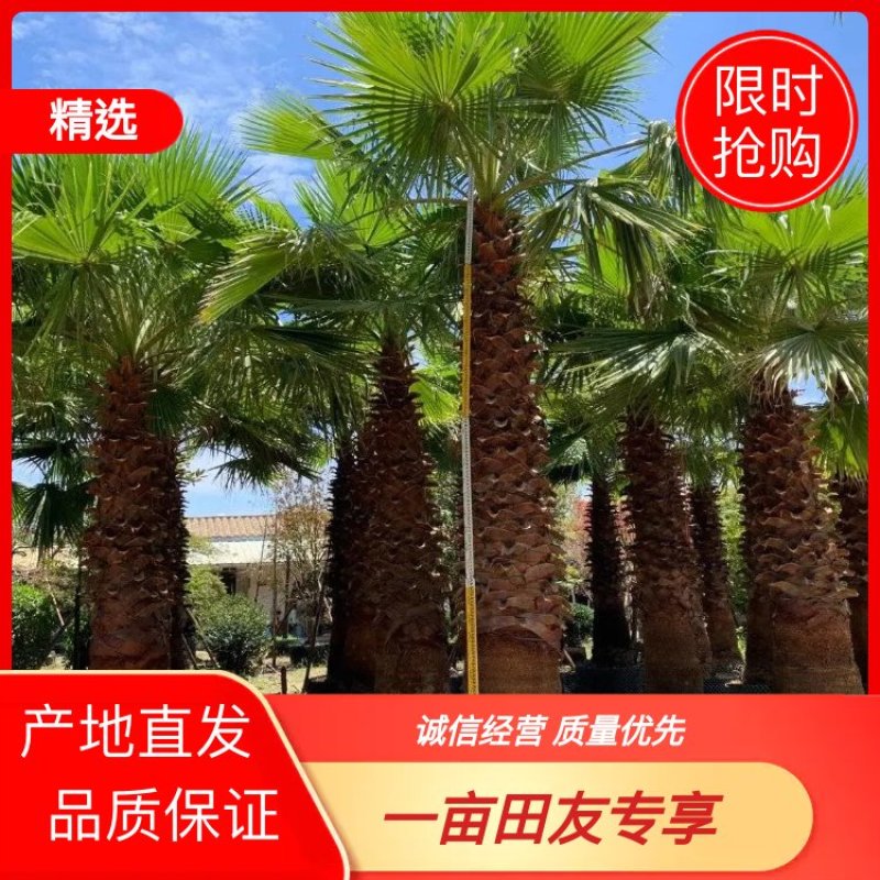 杆高4米自然高度6米老人葵（华盛顿棕榈）华棕价格