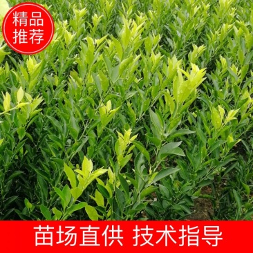 批发酸桔苗，酸橘实生苗酸柑苗砧木，叶青无病害，一年苗包邮