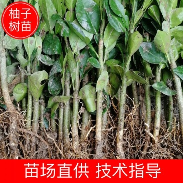 供应酸柚实生苗酸柚树苗柚子小苗柚子砧木苗
