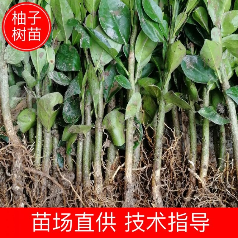 供应酸柚实生苗酸柚树苗柚子小苗柚子砧木苗