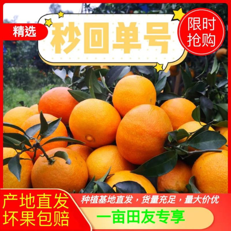 四川爱媛38号果冻橙当季带叶各大平台一件代发有直播基地