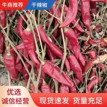 【荐】精品美国红干辣椒，大量上市，品质保证，欢迎客商来选购