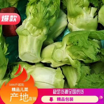 基地儿菜，大量供应，精品包装，可发全国市场，脆嫩可口