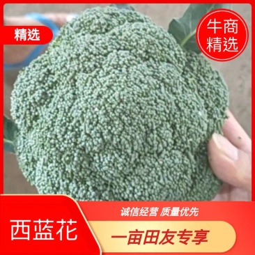 云南西蓝花大量供应，基地直供，颜色绿无红头，可以长期合作