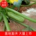 云南小瓜，西葫芦大量上市基地直供可长期合作