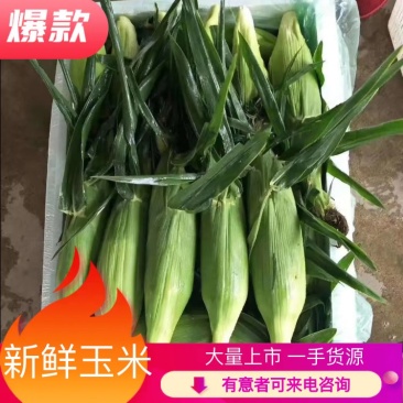 云南水果玉米，双色玉米，场地直供