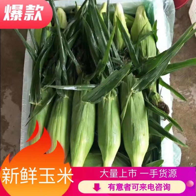 云南水果玉米，双色玉米，场地直供