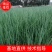 精品四季黑叶小钢葱！四季小葱！天天有货！常年供应！无干尖
