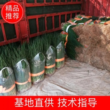 焦作武陟精品黑叶小钢葱小葱苗小葱四级小香葱产地直发