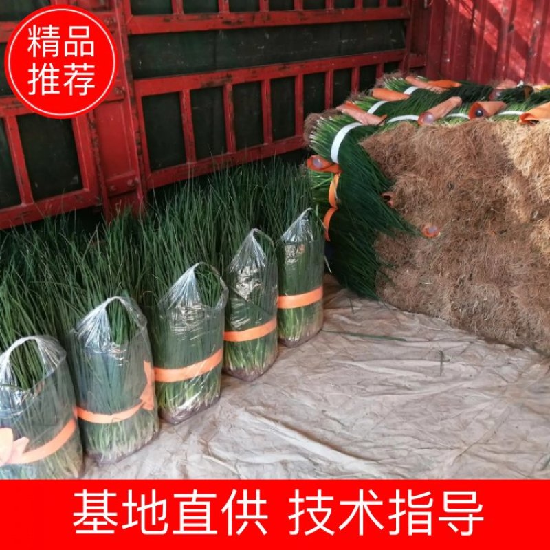 焦作武陟精品黑叶小钢葱小葱苗小葱四级小香葱产地直发