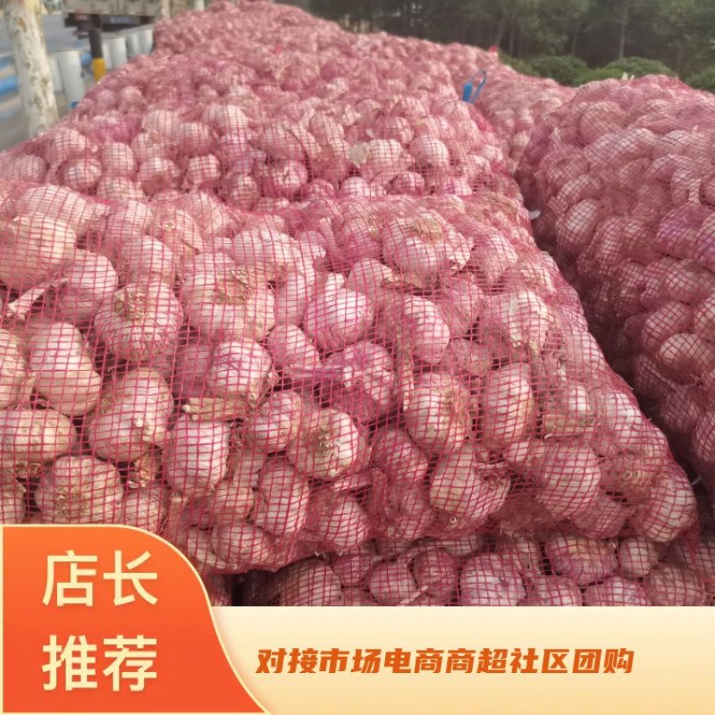 河南精品大蒜，个头大，对接电商商超社区团购，代发市场