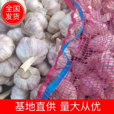 2022年新干大蒜代发市场一件代发商超社区团购电商专供
