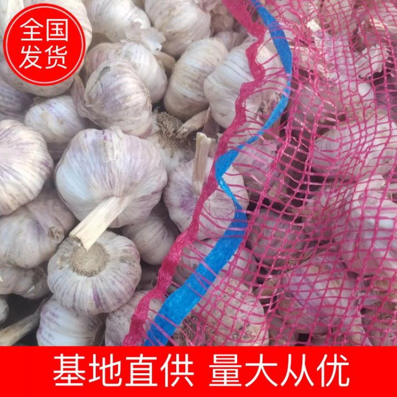 2022年新干大蒜代发市场一件代发商超社区团购电商专供