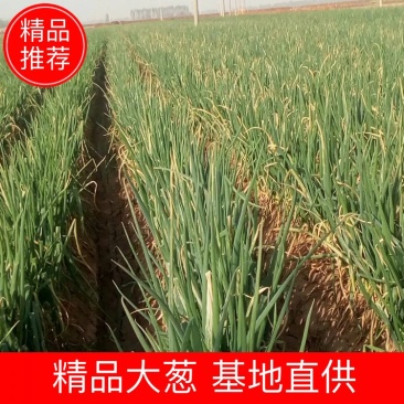 葱蒜类长白大葱铁杆大葱毛葱现货大量出售供应