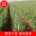 葱蒜类长白大葱铁杆大葱毛葱现货大量出售供应