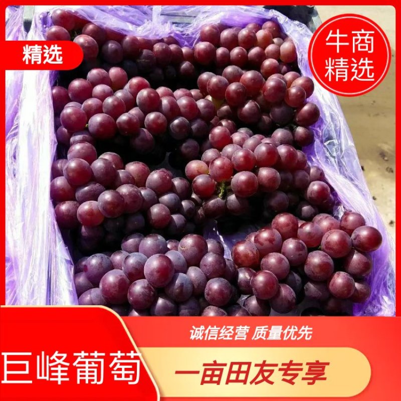 巨峰葡萄软枝有核不掉粒，代办五分免费装车