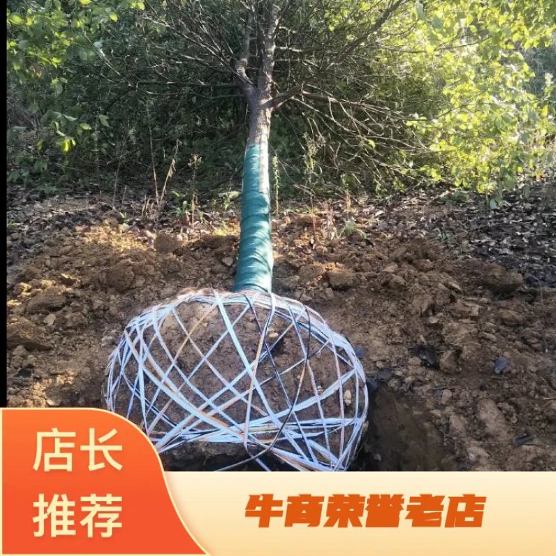 10香樟10-12-13-14-15全冠骨架发冒香樟截杆