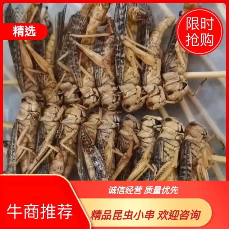 安徽阜阳新鲜蚂蚱串一件10包烧烤食材蝗虫厂家直销