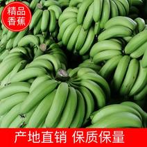 广东香蕉基地，原产地一手货源，诚信为本，质量保证。