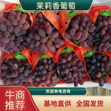 锦州地区冷棚着色香，茉莉香六月份大量上市，口感好，串型好