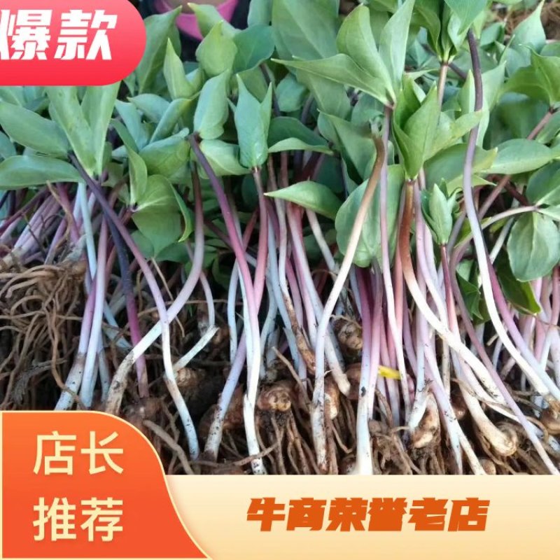 云南丽江滇重楼4年苗优品，矮杆单芽、多芽，提供技术包成活
