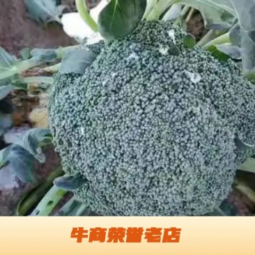 西兰花大量供货中，货源稳定代发全国，欢迎实地考察订购