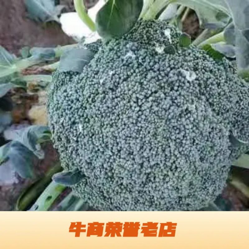 西兰花大量供货中，货源稳定代发全国，欢迎实地考察订购