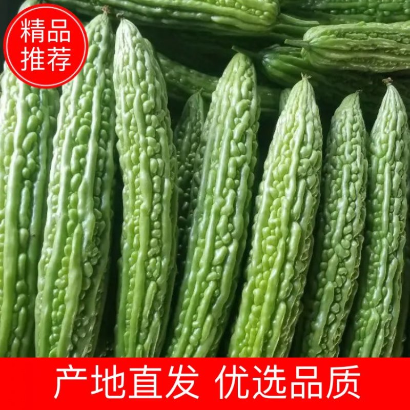 精品苦瓜大量上市，产地直销，代发全国，欢迎老板们预定