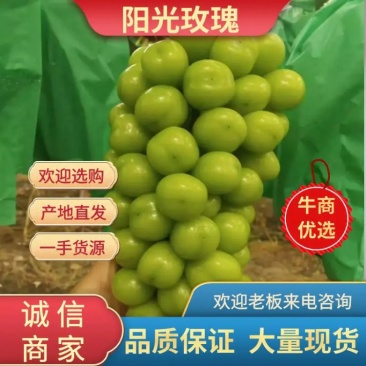 阳光玫瑰葡萄，辽宁地区冷棚，露地阳光玫瑰葡萄