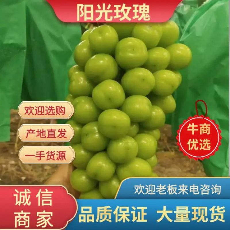 阳光玫瑰葡萄，辽宁地区冷棚，露地阳光玫瑰葡萄