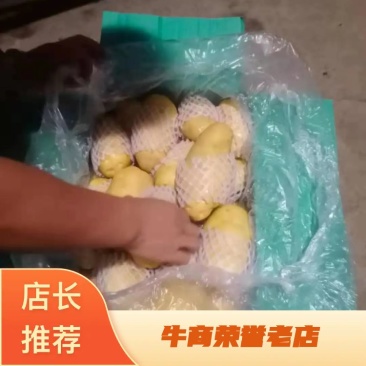 山东省滕州市2026年土豆沃土荷兰十五洋芋出货黄皮黄心